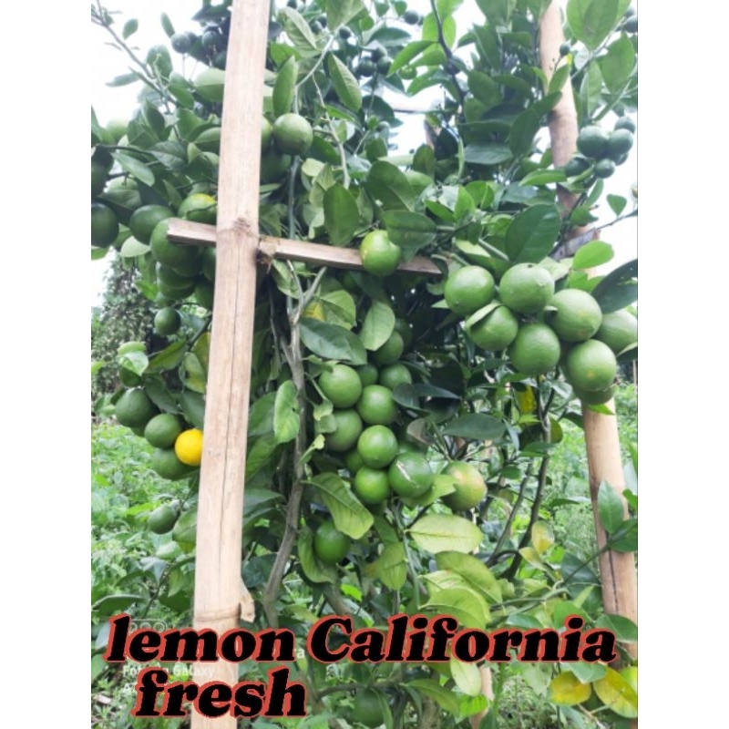 

jeruk lemon California hijau 1 kg - fresh - petik dari kebun - buah segar - jeruk diet - kualitas super