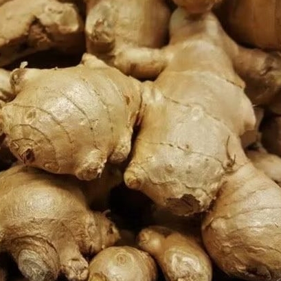 

JAHE LOKAL SUPER, .gajah