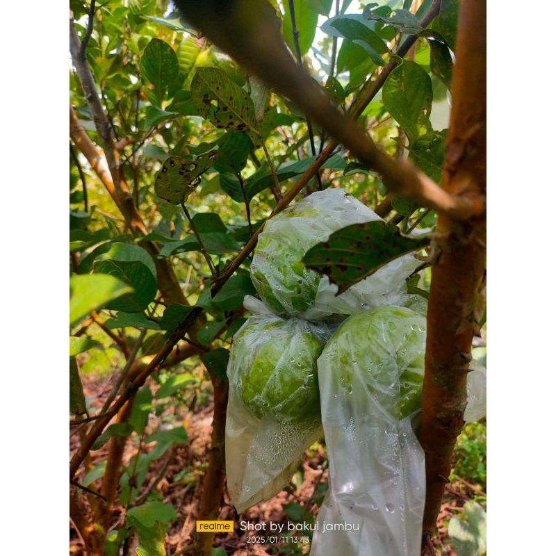 

Jambu Crystal Murah baru petik
