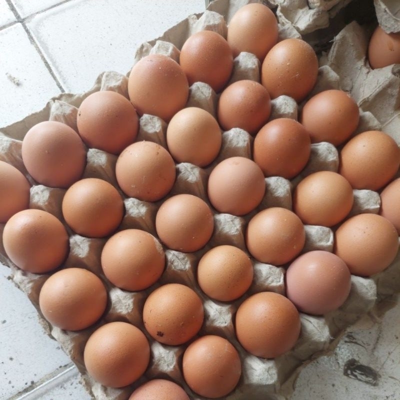 

telur ayam 1 tre