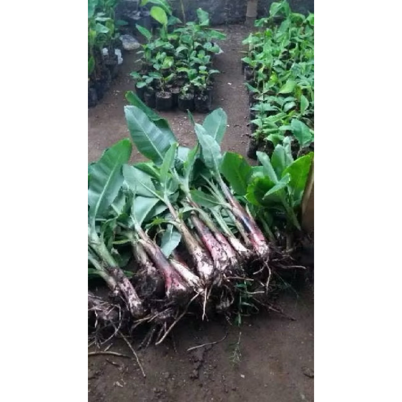 bibit bonggol pisang uli segar cepat jadi