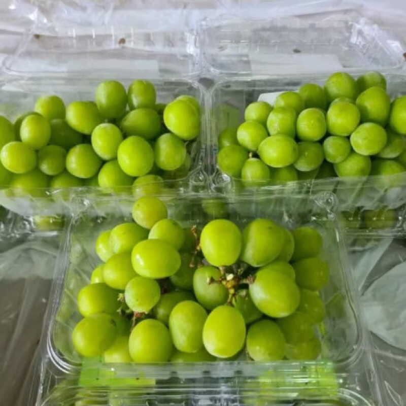 

Anggur Shine Muscat Fresh Pack