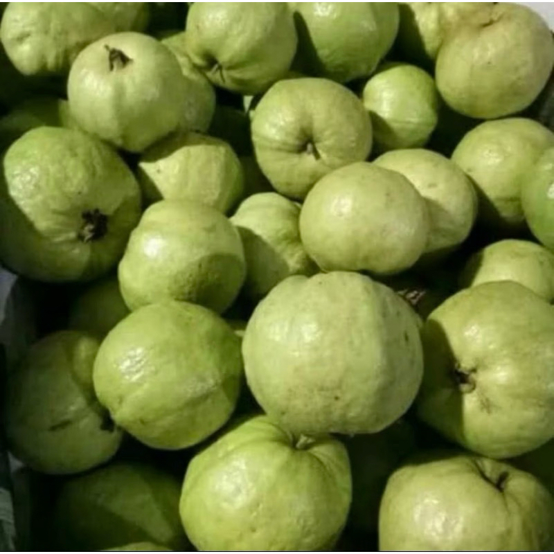 

JAMBU KRISTAL KEBUMEN 1Kg