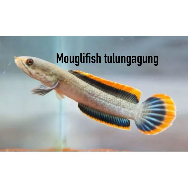 mouglifish chana limbata lawu cb rim tebal free stiker dan pelet