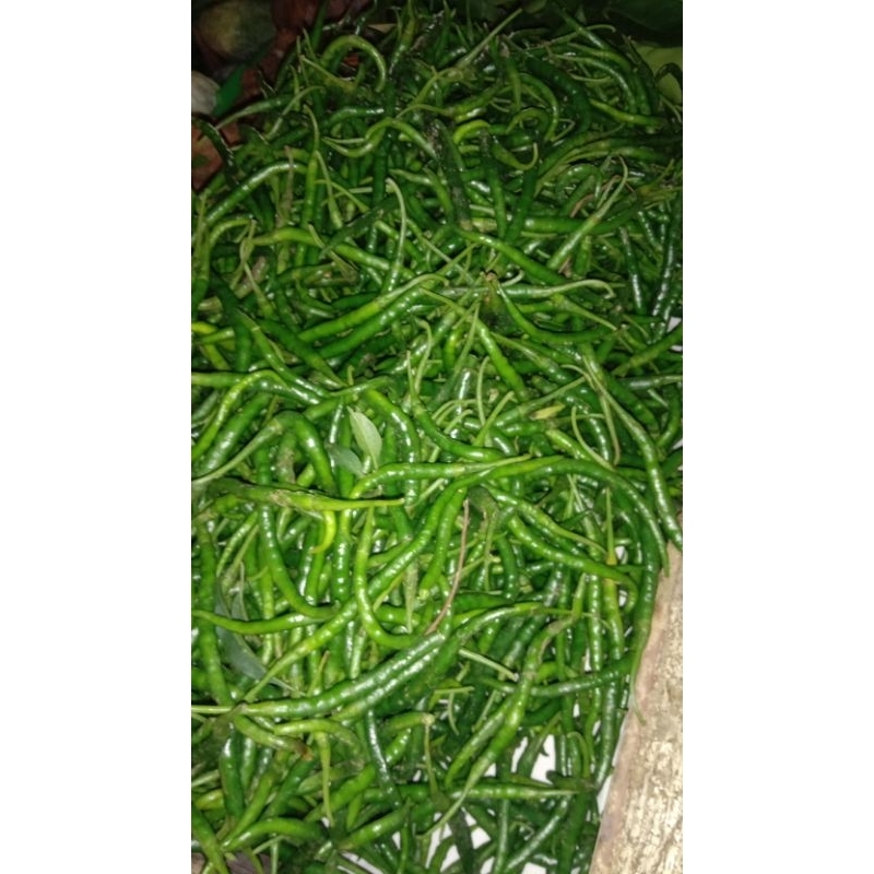 

cabe keriting ijo 500gr.Rp.20.000