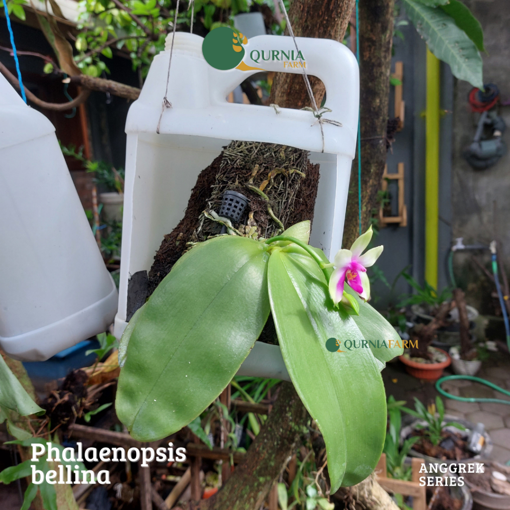 QurniaFarm- Phalaenopsis bellina (Tidak Berbunga) Dewasa
