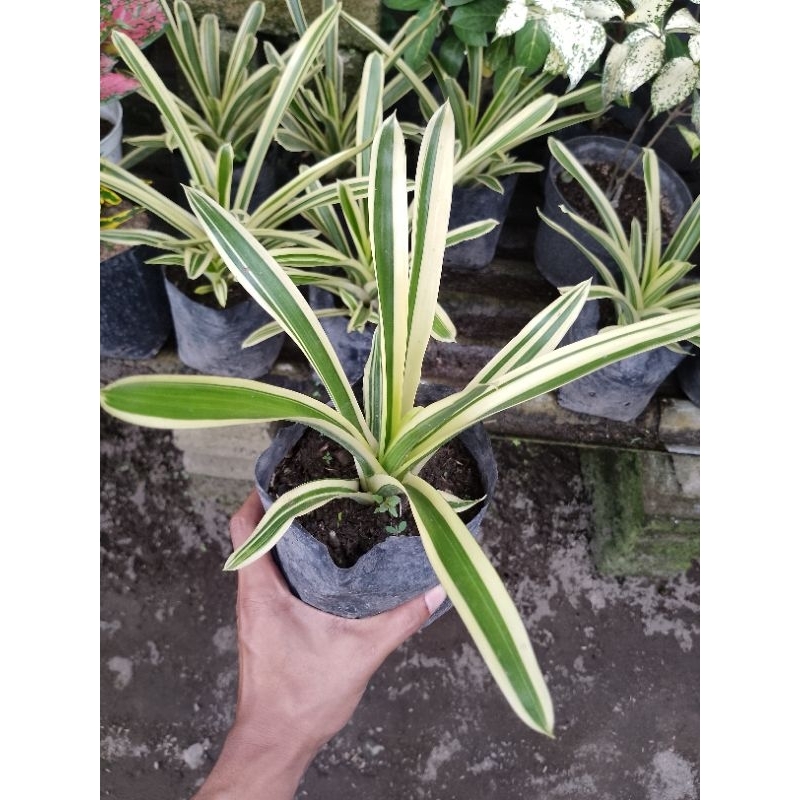 Tanaman hias bromelia varigata,bunga bromelia,bromelia mini white green