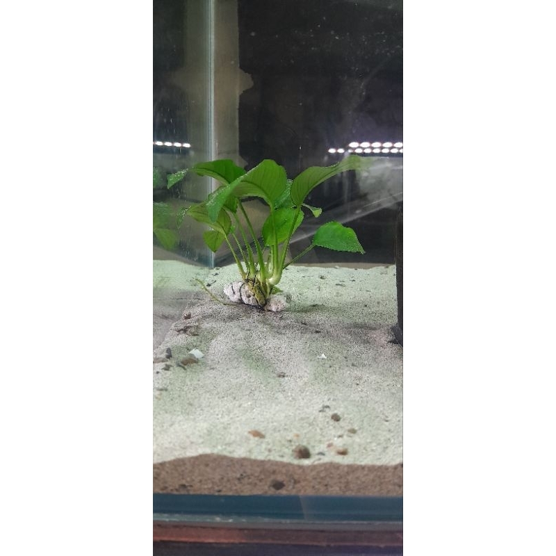 anubias nana