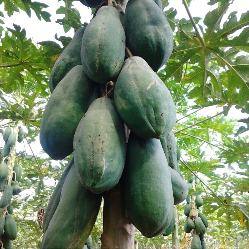 TERLARIS BENIH PEPAYA BANGKOK SUPER PREMIUM