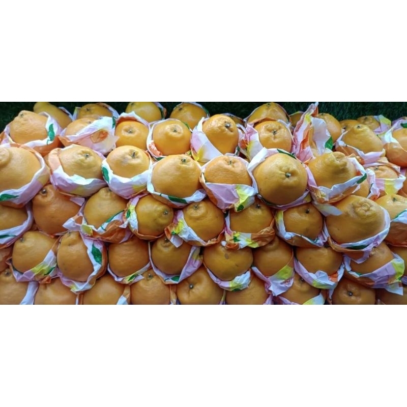 buah jeruk dekopon jumbo 1 kg/ jeruk dekopon papagan jumbo 1 kg/ buah jeruk dekopon fresh 1 kg
