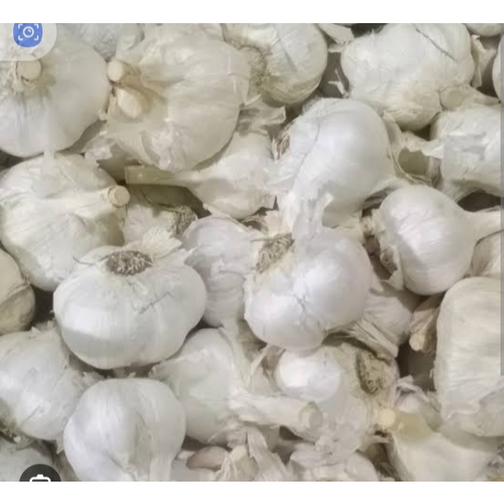 

bawang kating kotor 1kg
