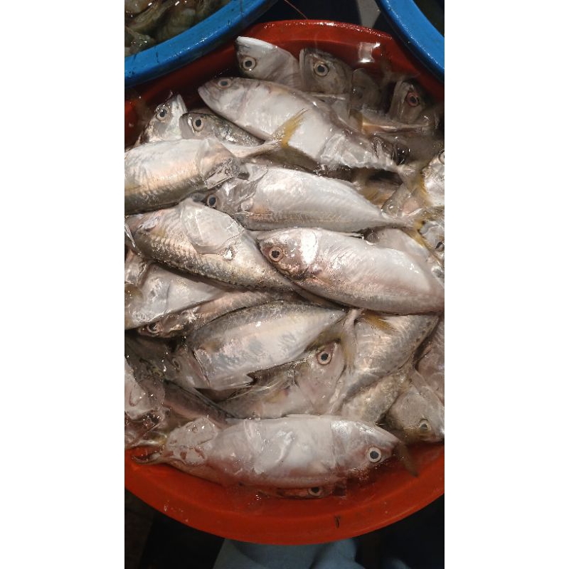 

kembung cewe redy hari ini 500grm