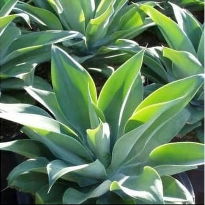 bibit tanaman hias agave siklok hijau / agave attenuata / siklok king
