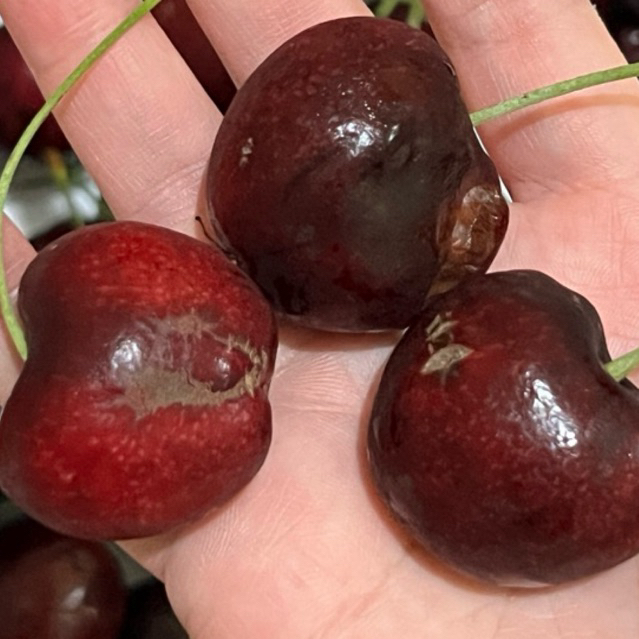 Tasmanian Cherry ( PROMO )