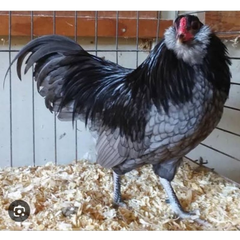 

TELUR TETAS AYAM AMERAUCANA UNTUK DI TETASKAN