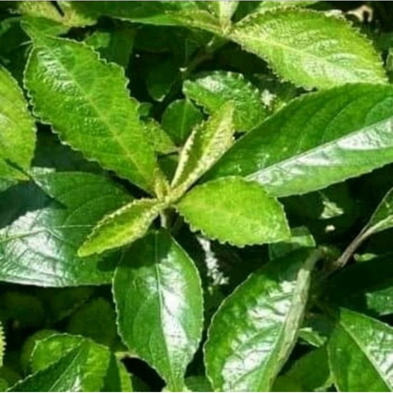 

daun pecah beling/keji beling 50 lembar‼️obat batu ginjal/batu empedu