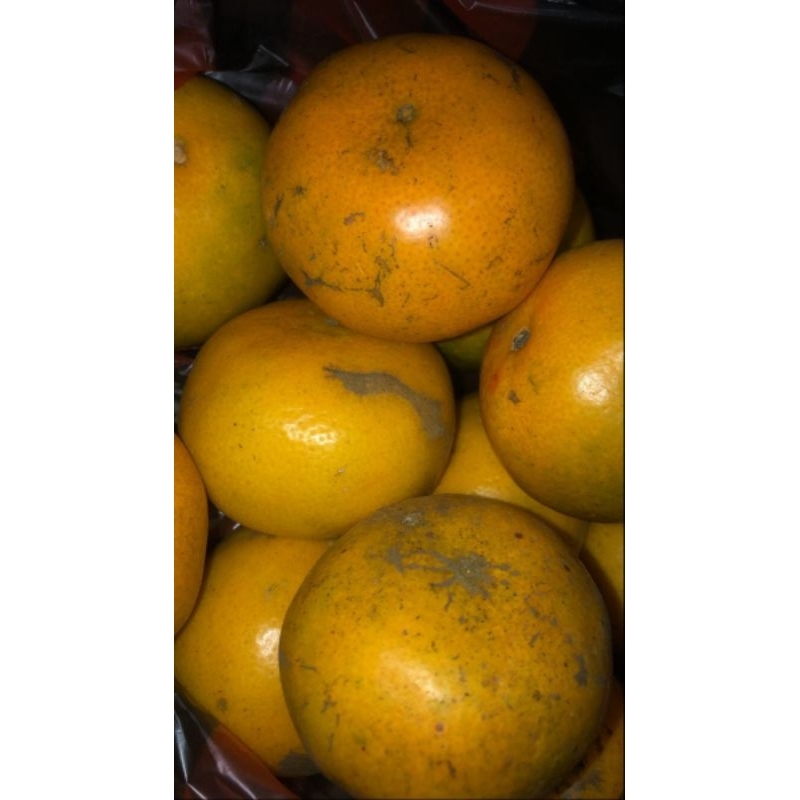

JERUK MEDAN SUPER MANIS 1KG