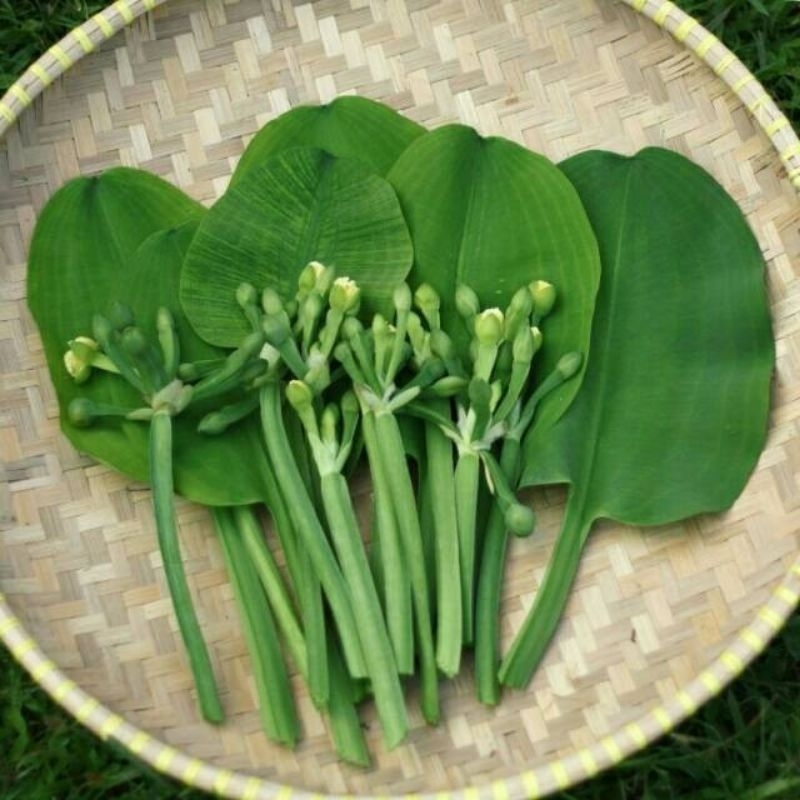 

Sayur Daun Genjer Segar 1 Ikat 7.000