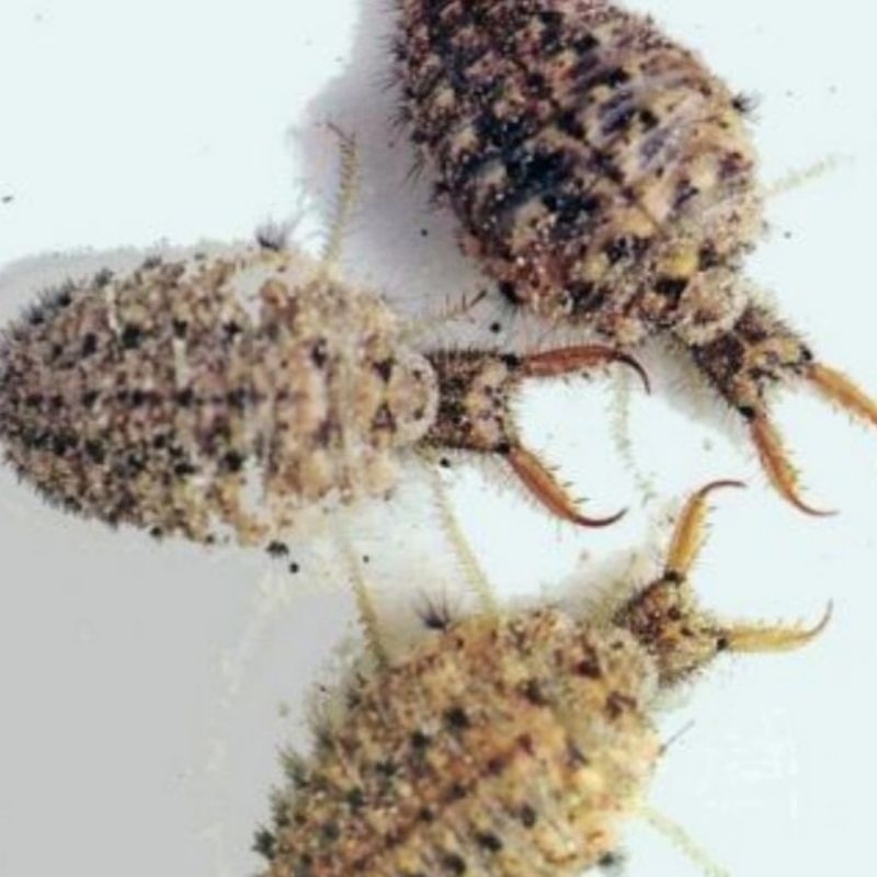 

Undur Undur Hidup Per 100 Biji