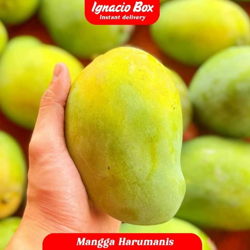 

PROMO MANGGA HARUMANIS FRESH MASAK POHON 1KG ISI 2 IGNACIOBOX FRUITS