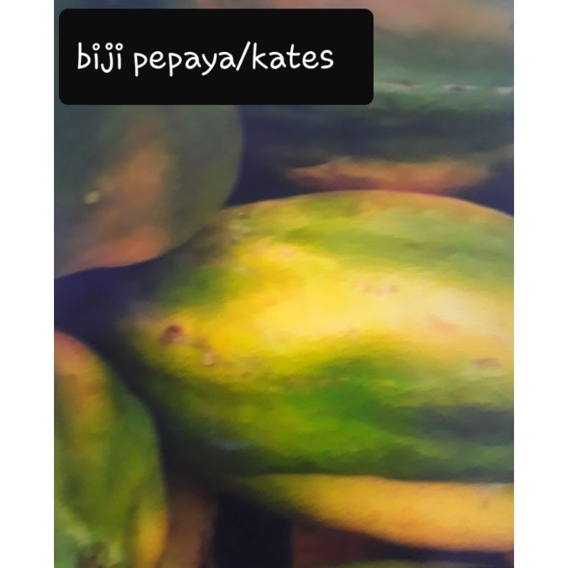 Biji /benih pepaya(kates) 20biji  Rp2500