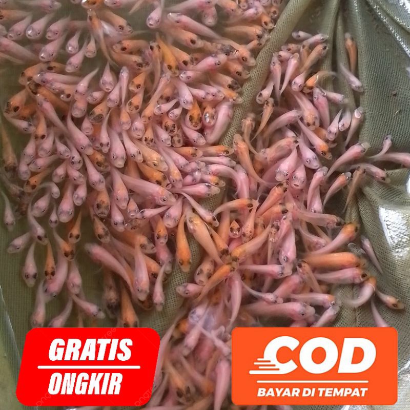 Bibit Ikan Nila Merah isi 100 Ekor