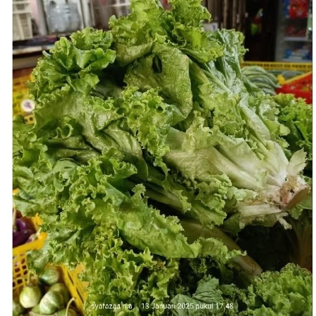 

SAYUR SELADA 250GR