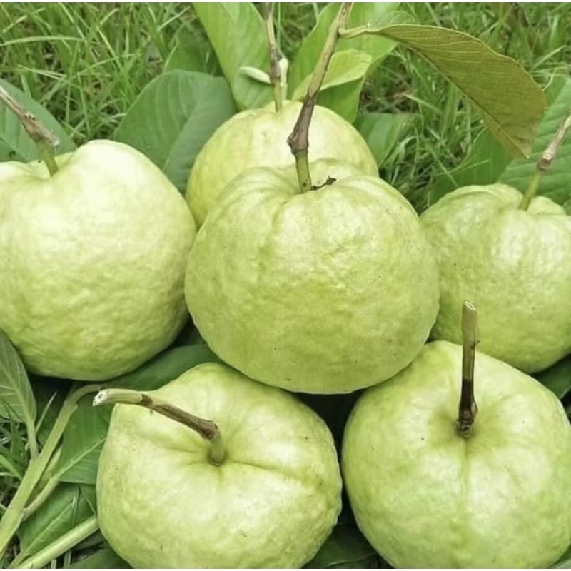 

jambu kristal tanpa biji asli kebumen