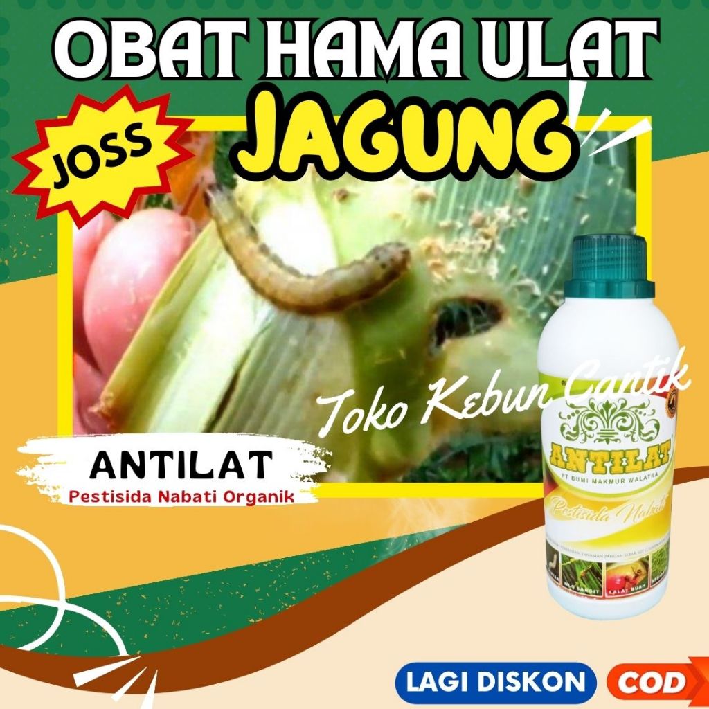 Obat Hama Ulat ANTILAT 500ML – Pestisida Organik Pembasmi Ulat Cabe, Ulat Tomat, Ulat Padi, Ulat Bua