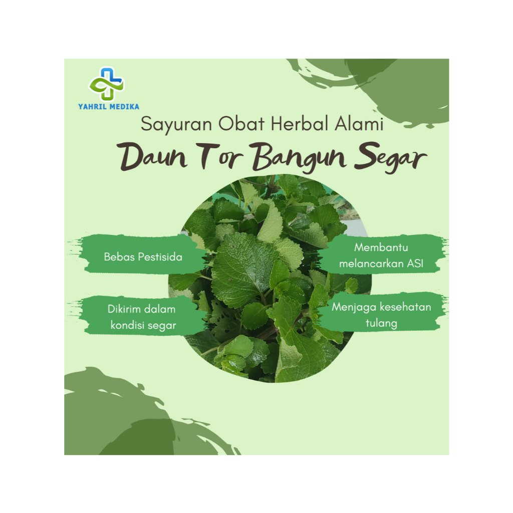 

Daun Tor Bangun Segar