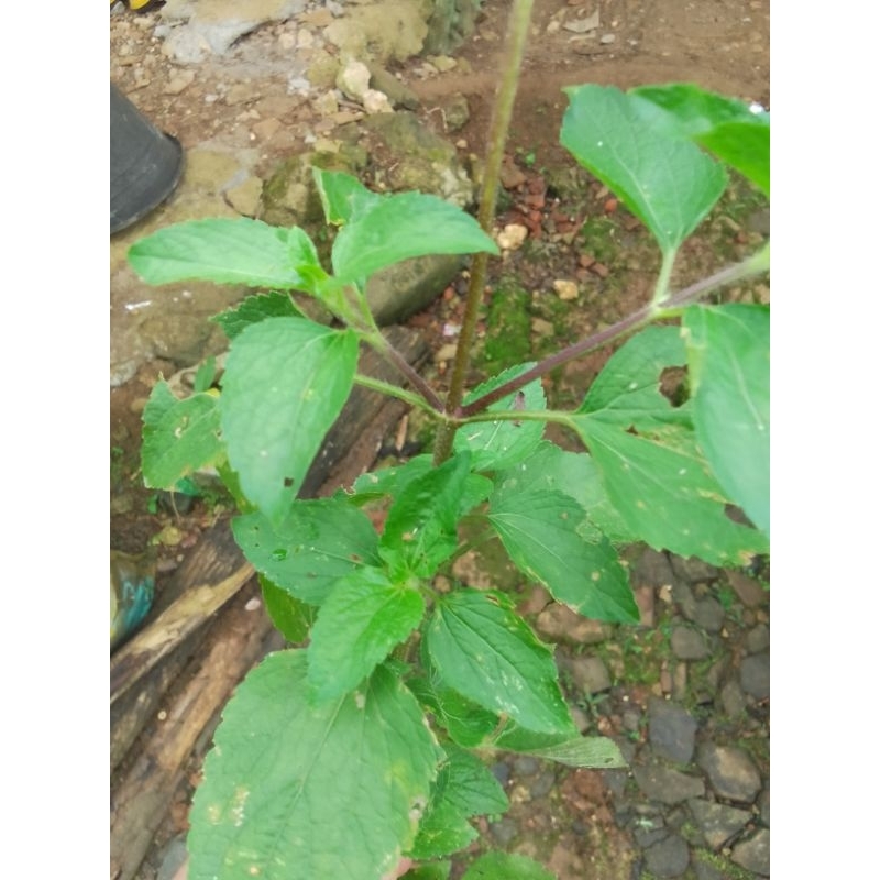 

Babadotan/bandotan/jotang kuda segar Daun+batang+akar pohon herbal/5000/150gram/Nur'falisha oll shopp Diambil saat oder masuk.