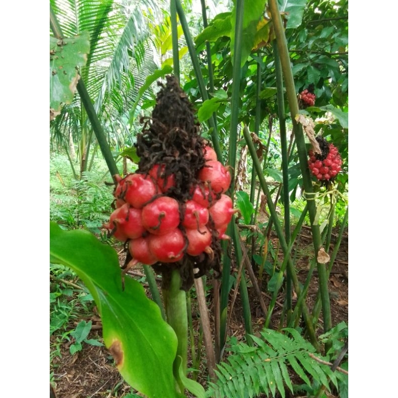 

Buah honje/petik saat order masuk chat sebelum order mastikakan stok terbatas/Nur'falisha oll shopp