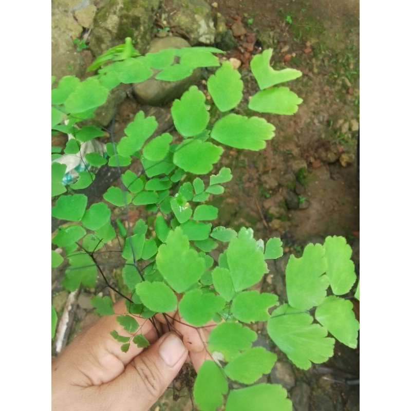 suplir kelor,suplir kedondong,paku suplir tanaman hias/5bibit ,Daun+batang+akar batang/Nur'falisha o