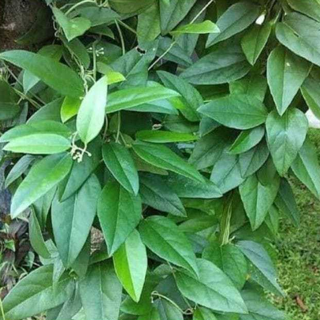 

Daun cincau (Cyclea barbata atau Premna oblongifolia)