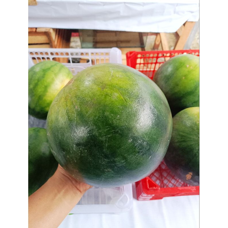 

Buah Semangka Merah Besar (Watermelon Fruits)