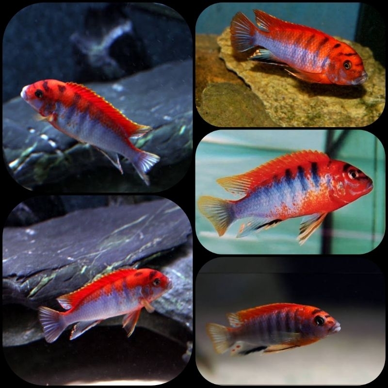 ikan redtop hongi cichlid untuk aquarium dan aquascape