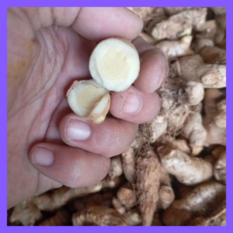 

Temu Putih - Temulawak Curcuma Zedoaria Segar 1kg
