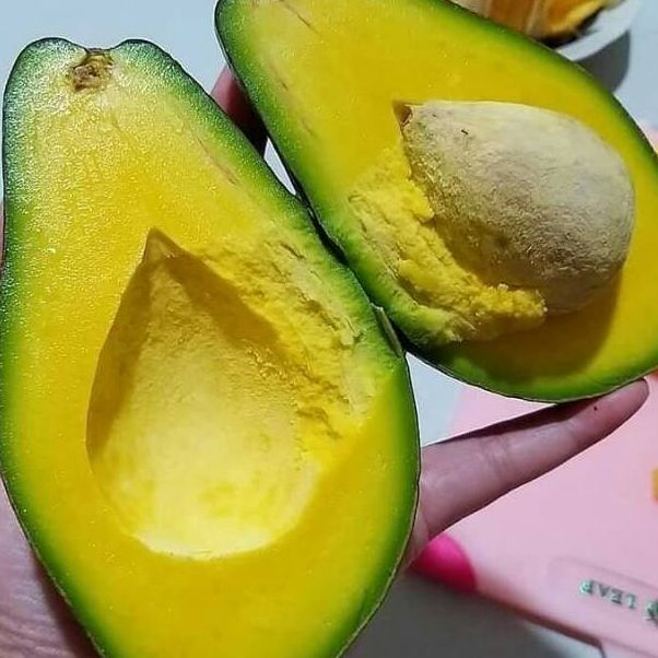 

alpokat mentega1 kg bergaransi apokat aligator avokat miki dari wonogiri SPESIAL LIVE