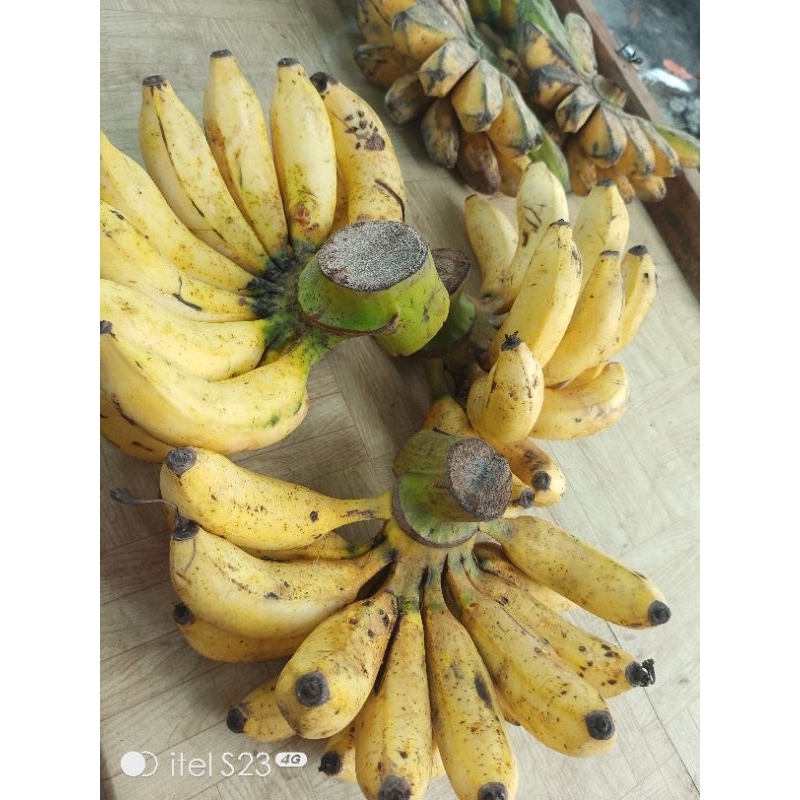 

PISANG SUSU 1ARIP/1CENGKEH