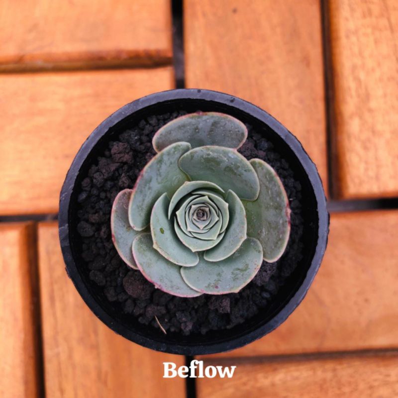 Sekulen Import Greenovia by Beflow