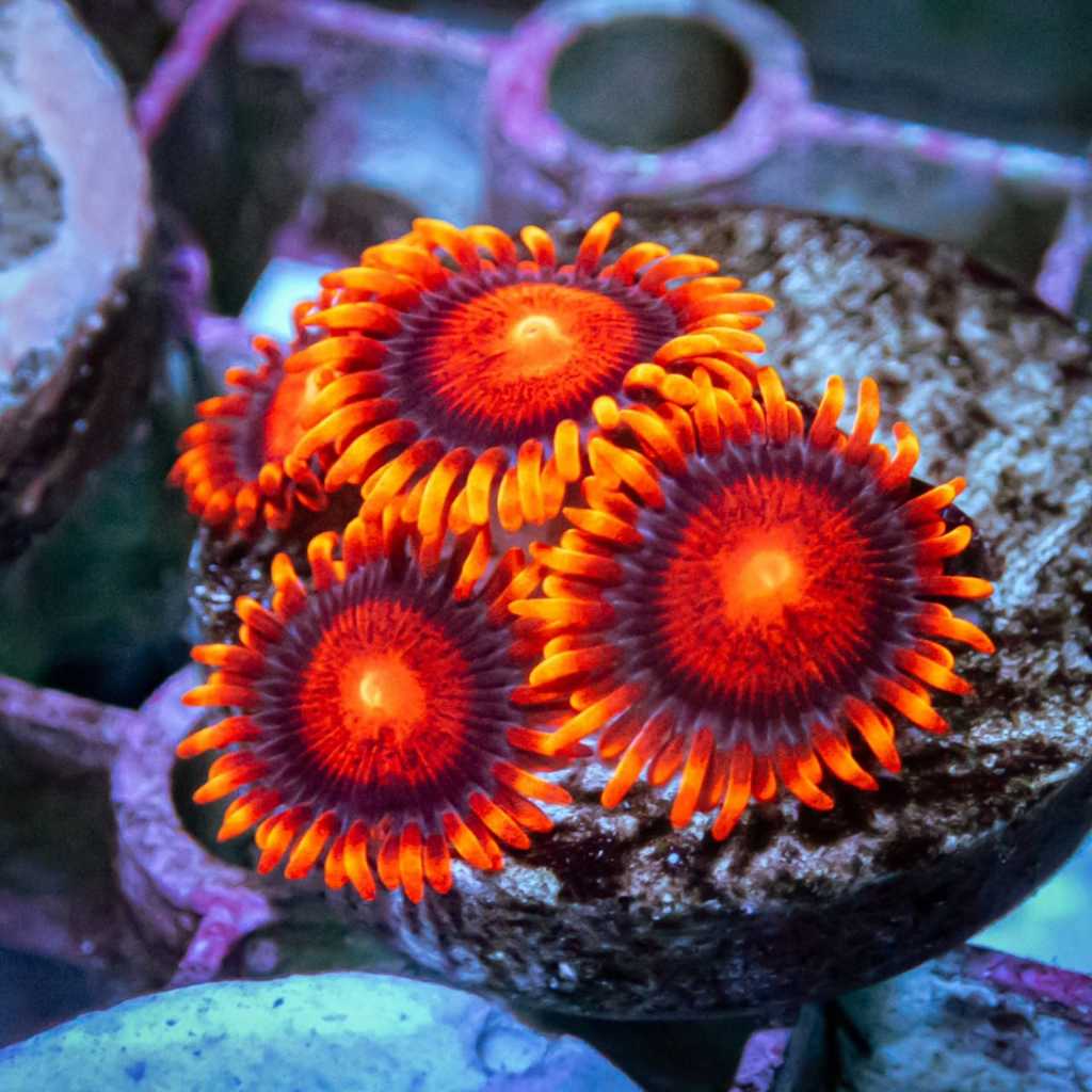Zoanthid Bambam Frag Zoa