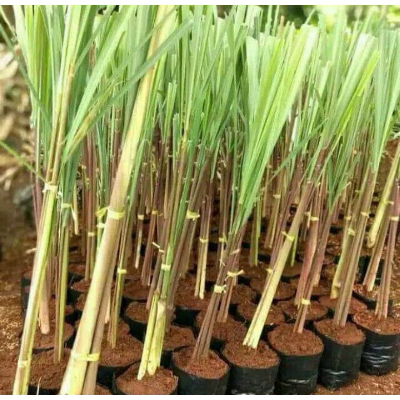 Bibit sereh gajah sereh jumbo