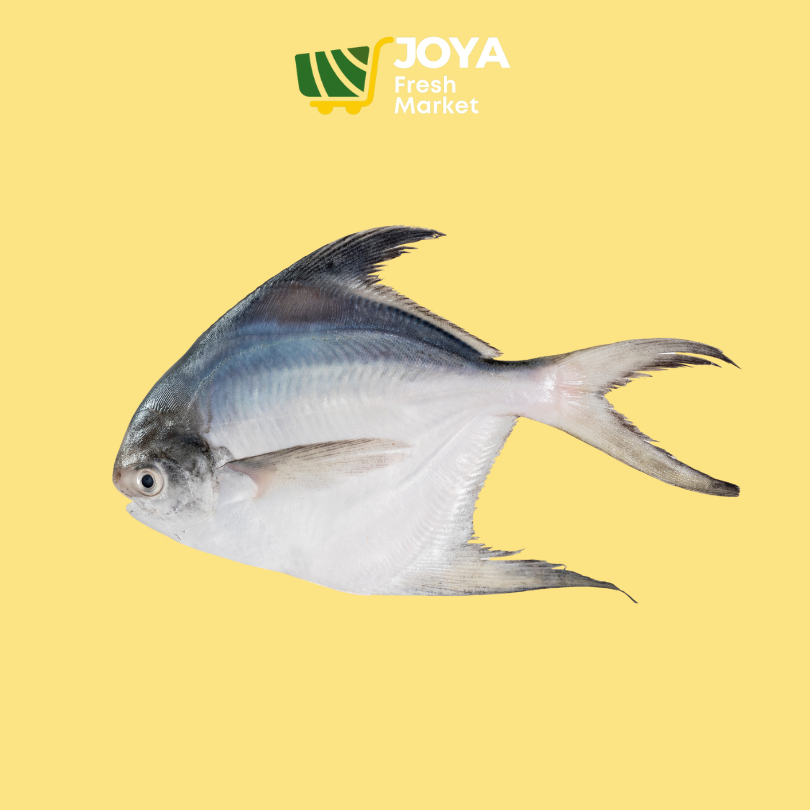 

Joya Fresh - Ikan Bawal Putih/Seafood Segar/Ikan Bawal Putih Fresh 1 kg