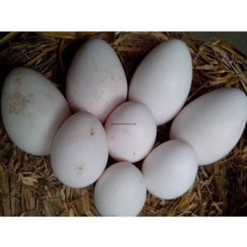 

telur entok - entog asli fertil per pcs