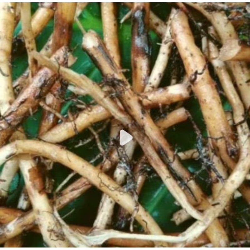 

Akar pisang kepok segar asli organik berat 100 gr untuk obat herbal