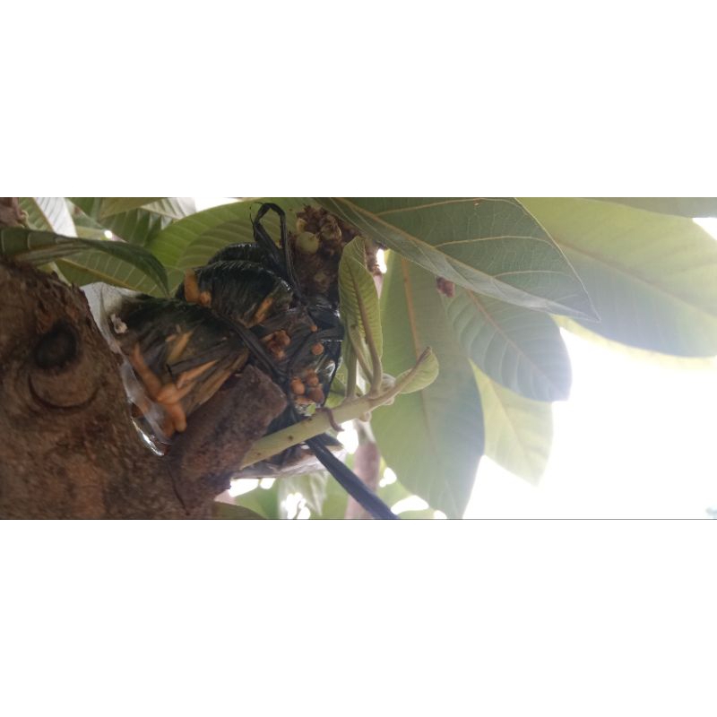 fc mamey sapote keywest