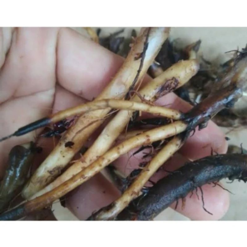 

Akar pisang raja/khusus akar pisang raja 500 gram