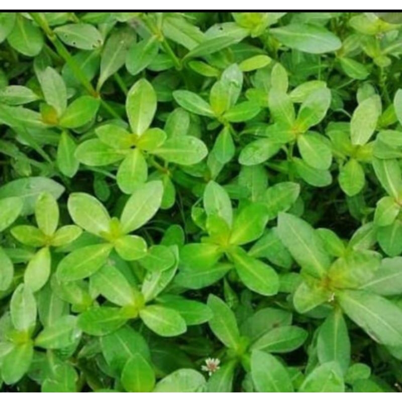 

Daun kremah segar petik langsung 500 gram