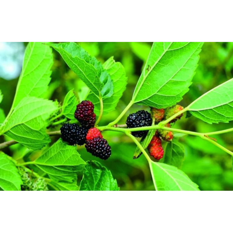 

Daun murbei segar 250 gram daun mulberry atau daun babadaran