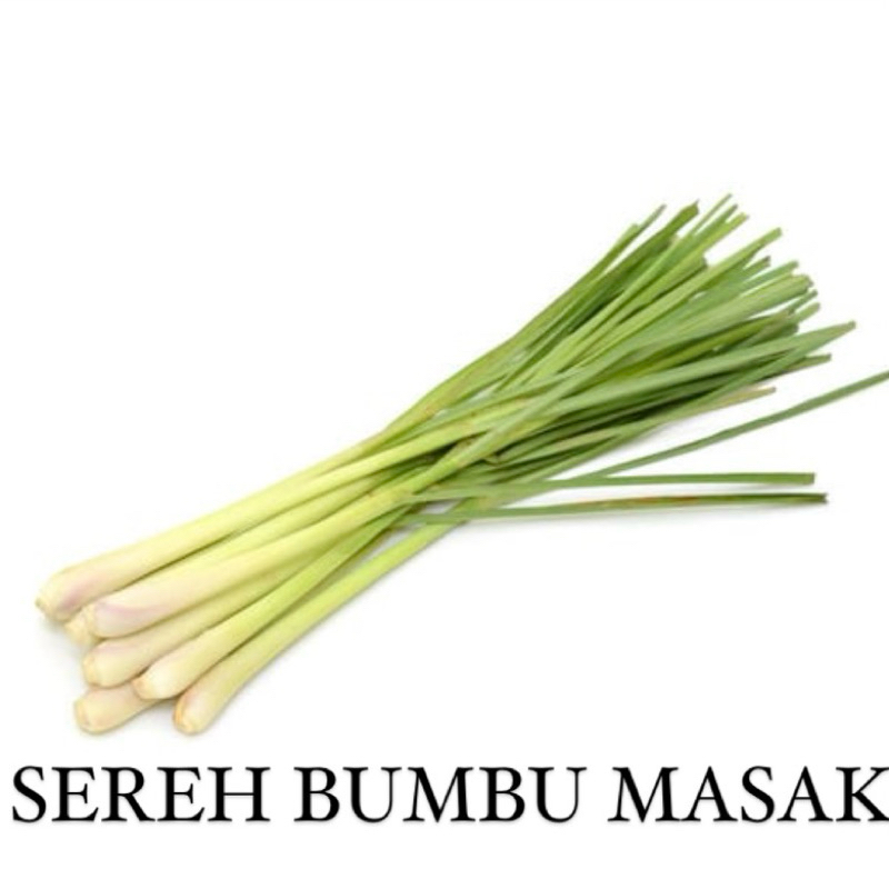 

Sereh bumbu masak